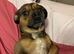 Beautiful Young Male Dog (Scooby)