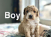 Lovely cockapoo puppies will be ready very soon