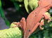 One cute crested gecko for sale