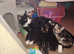 Not ready yet loving forever homes only