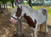 12.2hh cob
