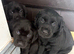 Chunky black labrador puppies for sale