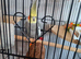 Adult male cockatiel for sale wrexham