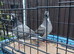 Racing pigeons