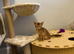 Abyssinian Tica reg. kittens