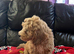 Cavapoochon boy puppy