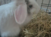 Holland lop