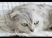 Stunning highsilver Scottish fold