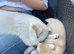 Shepsky Pups