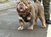 Olde Tyme Fluffy Bulldog For Stud
