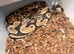 Adult males proven ball pythons