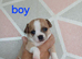 4 Chihuahua puppies