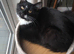 Black/ white long hair female cat