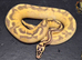 Various Ball Pythons