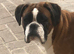 Megan boxer spayed