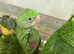 Alexandrine handreared babies