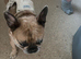 Male French bulldog cross