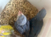 Stunning Varioue Hand Reared Baby Indian Ringnecks