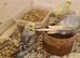 Nice lot of budgies
