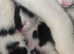 Mixed Litter Of Beautiful Kittens