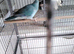 Female Turquoise Kakariki