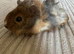 Baby guinea pigs