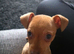 Dachshund × chihuahua