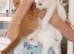 Turkish Angora mix kittens
