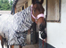 7year old 16.1 bay gelding throughbred