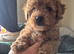 Toy poodle