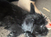 Male Spaniel Puppy