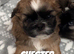 Miniature Imperial shih tzu puppies