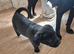 6 of 12 Cane Corso X Husky