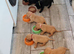 Beautiful labrador puppies