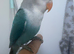 Beautiful baby lovebird