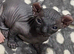 Beautiful Sphynx Kittens (Boy & Girl)