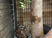 Unrelated Pair of cape genets