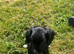 Cocker Spaniel puppy for sale