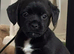 1 girl still looking for her forever homes