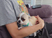 Apple head chihuahua boy 17w