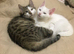 beautiful Two sister cats