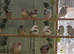 Mixed finches and dimond doves