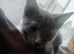 Female Russian Blue Kitten