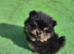 Pomerainium puppies for sale small type
