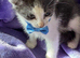 Gorgeous blue and white kittens
