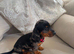 KC Lines | Miniature Dachshund Puppies