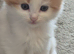 Kitens