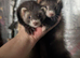 Baby (Jill's only ) PET ferrets READY NOW