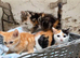 Beautiful kittens 12 weeks
