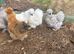 Silkie bantam pol hens